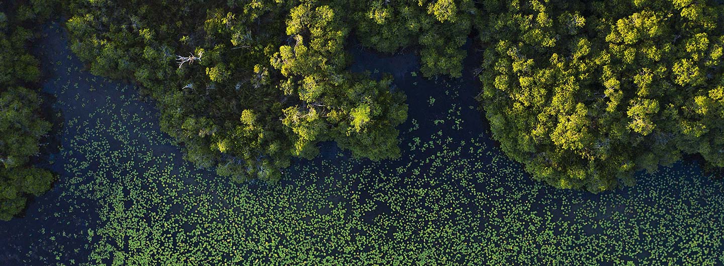 Aerial photo of mangrove ecosystem.