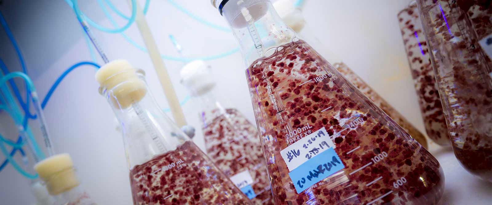 Photo of seaweed sustainable food research flasks in lab.