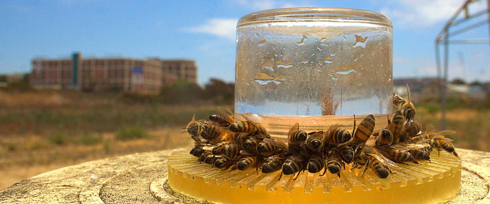 Photo of bees in UC San Diego biological sciences research.
