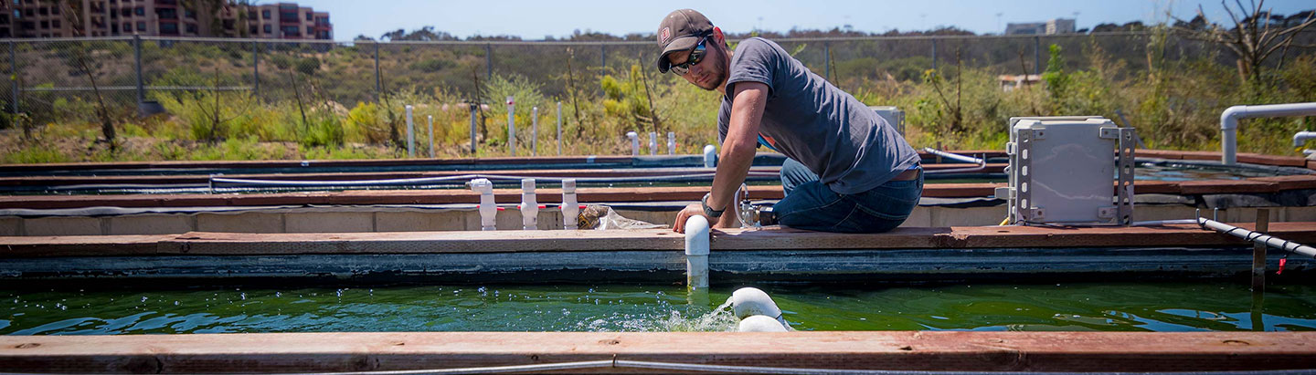 Photo of a UC San Diego researcher working at large algae tanks.